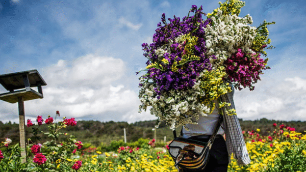 Tour Silleteros en la Finca El Pensamiento: Tradición, Cultura y Naturaleza